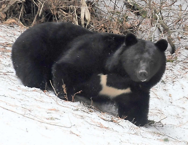 熊 急いで車に戻りドアを閉めようとしたが間に合わなかった」親グマに右腕