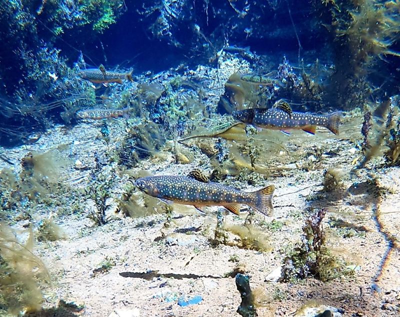 【上高地の1世紀 歩みとこれから】㉓ かつてのイワナの宝庫 、今は放流外来魚が席巻｜信濃毎日新聞デジタル 信州・長野県のニュースサイト