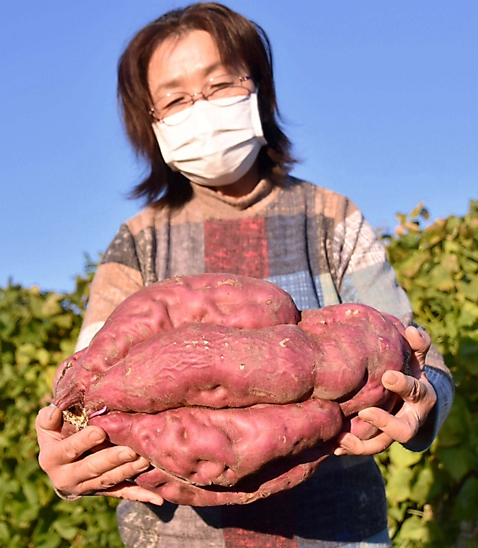 サツマイモ様 上田市真田町で7.9キロのサツマイモ収穫 思わず「どうしよう