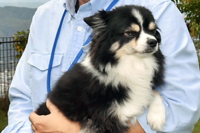 犬の おしっこ どうしたらいい 散歩中にふんは持ち帰れるけれど 専門家 飼い主は意識変えて 信濃毎日新聞デジタル 信州 長野県のニュースサイト