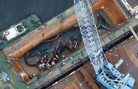 クジラの死骸、ガス抜き学術調査 19日に紀伊半島沖へ運搬｜信濃毎日