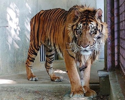 最高齢のスマトラトラ死ぬ 17歳、愛知の東山動植物園｜信濃毎日新聞