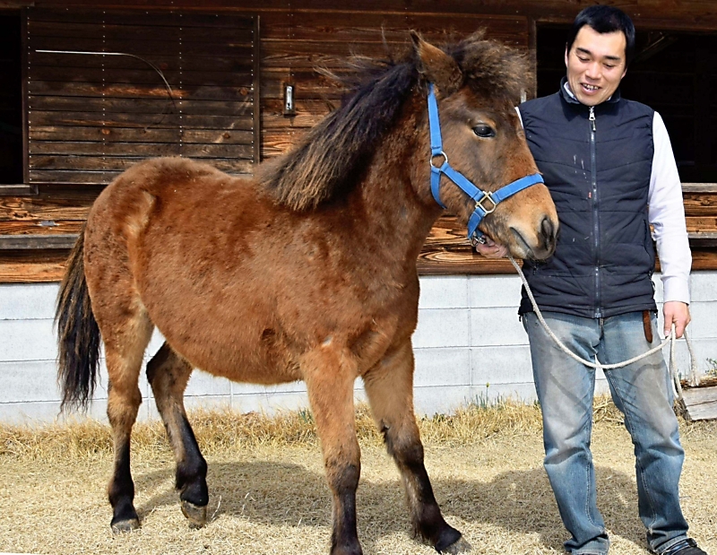 受精卵移植で誕生の木曽馬「高野」が木曽町に到着 北海道からドサンコの母馬と共に｜信濃毎日新聞デジタル 信州・長野県のニュースサイト