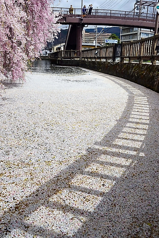 花筏 散ってなお美しく…諏訪市の高島公園｜信濃毎日新聞デジタル 信州
