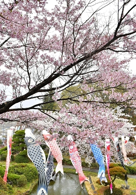 こいのぼり、花に泳ぐ 諏訪市の西山公園に100匹飾り付け｜信濃毎日新聞