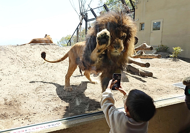食べられちゃいそう」 ライオンの迫力、間近で 長野市の茶臼山動物園
