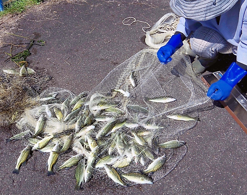 ブラックバスを釣って減らす「バスミーティング」 天竜川漁協が4年