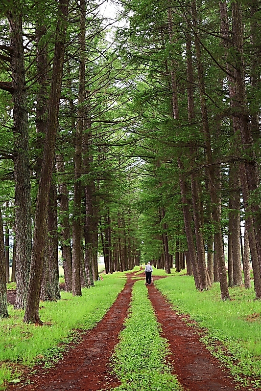 まるで北海道? しっとりカラマツ並木 梅雨でぬれる小道、散策楽しむ 佐久市の牧場|信濃毎日新聞デジタル 信州・長野県のニュースサイト