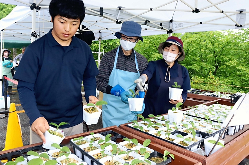 売って“乱獲”防ぐ 希少種「釜無ホテイアツモリソウ」の人工培養苗を