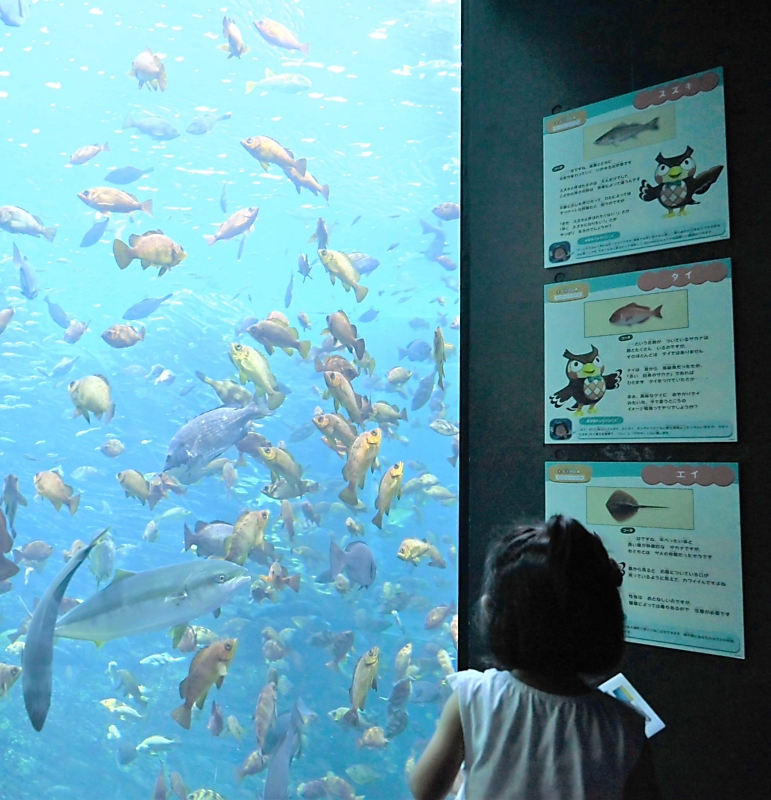 あつ森」の世界、水族館に飛び出した？ ゲームに登場する魚や標本展示