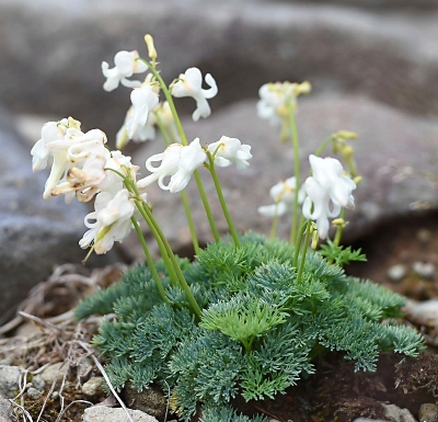今年は珍しい白色も…岩場に広がるピンクのコマクサ見頃 池の平湿原
