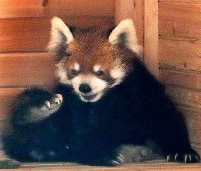 レッサーパンダ風太、20歳に 長寿願い誕生会、千葉｜信濃毎日新聞