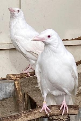 白カラス 変異潜む黒カラス群形成？ 新潟の白い個体解析で｜信濃毎日新聞