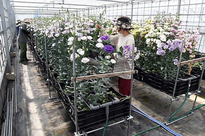 トルコギキョウをつくりこなす : 自生地に学ぶ高品質栽培 トルコギキョウをつくりこなす : 自生地に学ぶ高品質栽培