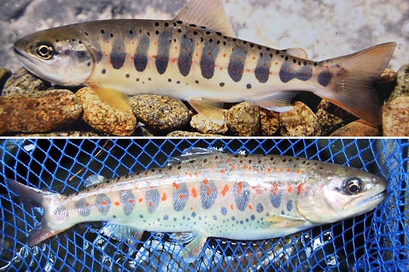 なぜ？見た目に異変 川魚のアマゴ…色合い→明るく 斑点→大きく 続いてきた養魚場1ヵ所での交配が原因か｜信濃毎日新聞デジタル 信州・長野県の ...