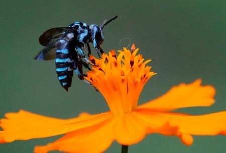 幸せ呼ぶ青いハチ」飛来、滋賀 長寿寺に希少種ルリモンハナバチ｜信濃