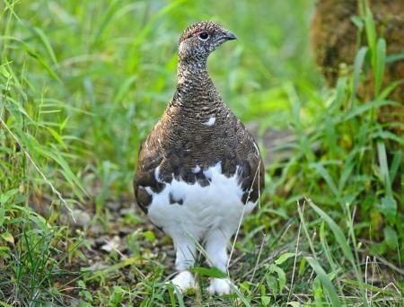 ライチョウ CNTS2023092600291_M.jpg