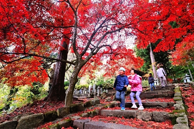 鮮やかな深紅に包まれる参道 長野市若穂の清水寺 色づく300本｜信濃