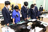 柿の収穫の前に、信州ツキノワグマ研究会の浜口あかりさんが持ち込んだツキノワグマの毛皮や頭骨、足形などを見学する下高井農林高校の生徒ら。毛皮には鋭い爪も付いており、実際に触って感触を確かめていた＝１０月２６日