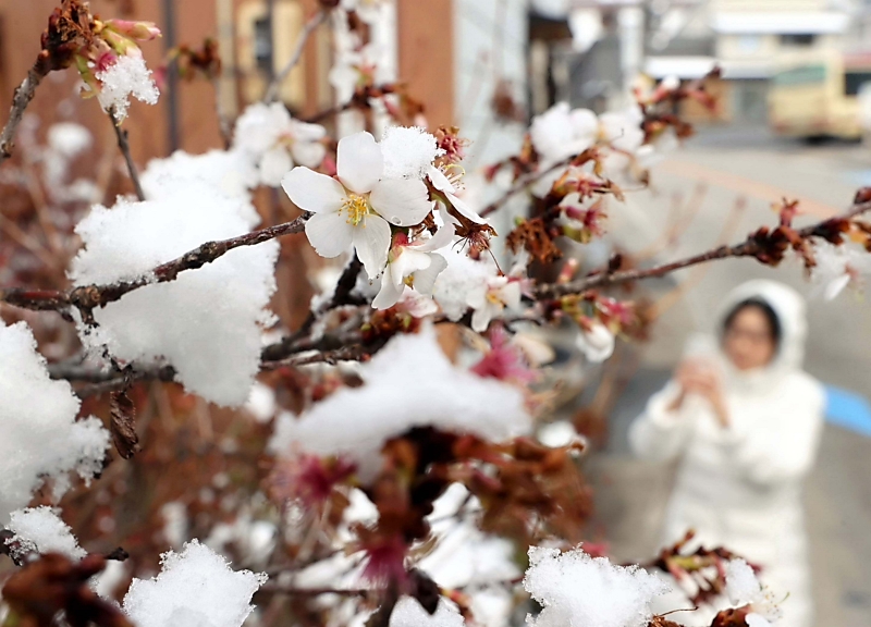 冬に咲く「桜」 雪をかぶりながら重みに耐え 野沢温泉村 ｜信濃毎日