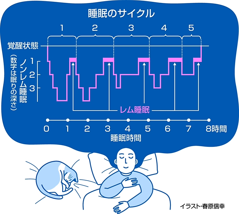 眠りのメカニズムとは？ 睡眠が担う多様で重要な役割、体の修復や機能