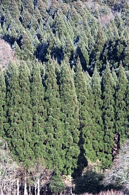 須高地区で栽培されているクマスギ。挿し木で増やすため遺伝子は同一で背丈も形状も似通っている=2023年12月23日、須坂市米子