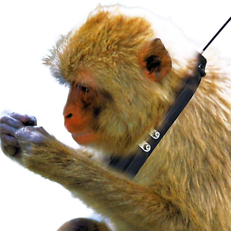 サルの群れの動き「見える化」し被害減少 大町市でGPS使った捕獲の