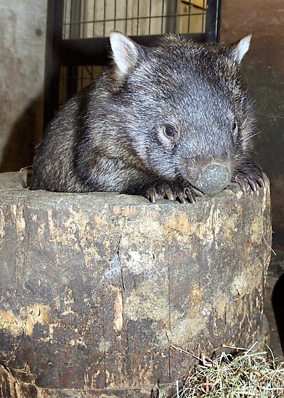 国内最高齢の雌ウォンバット「モモコ」死ぬ 31歳、老衰で 長野市の