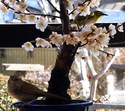 珍しい」梅の鉢植えに舞い立つウグイス 辰野町の民家のサンルームは