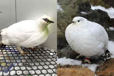 ニホンライチョウつがい、3回目の飼育へ 長野市の茶臼山動物園 ひなを