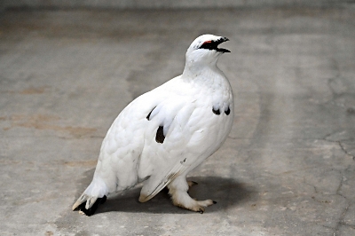 遺伝的多様性に配慮 ライチョウの雄交換 大町山岳博物館 横浜の施設と