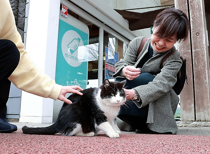 近すぎず、遠すぎず 長い時間をかけて「看板猫」に 大王わさび農場で
