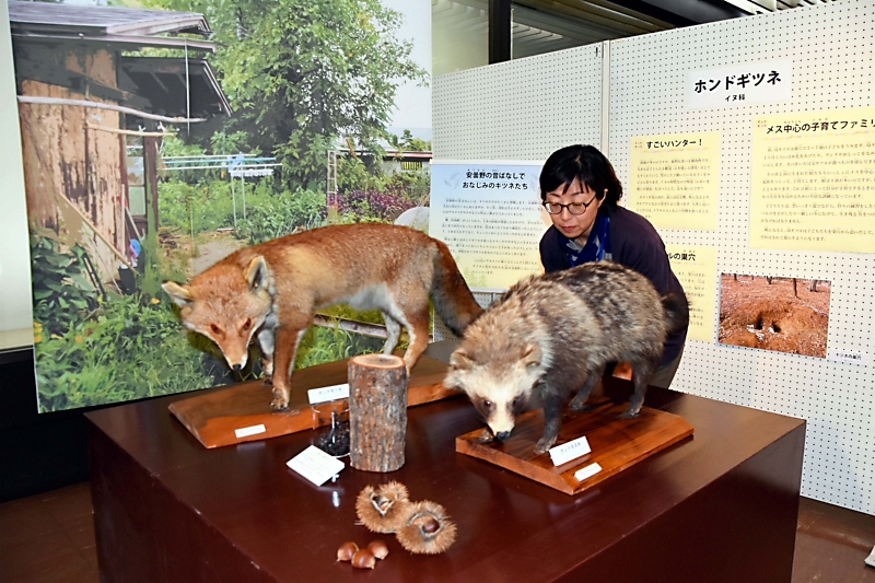 野生動物のリアルな姿知って 「はくせい動物園」展 安曇野・豊科