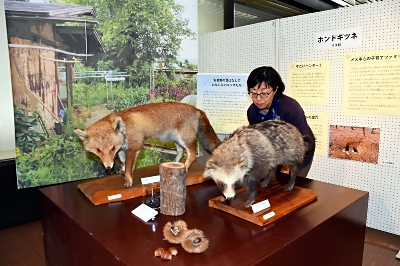 野生動物のリアルな姿知って 「はくせい動物園」展 安曇野・豊科郷土 