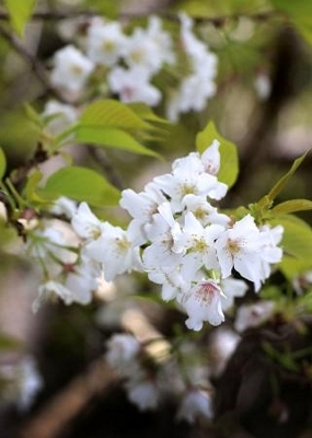 奄美の「梅次郎桜」が満開 樹齢130年超、見物客も｜信濃毎日新聞