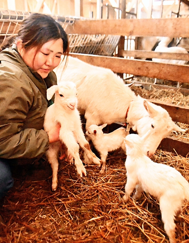小さくてめっちゃかわいい」 子ヤギ続々、計32頭 伊那市の農産物直売所