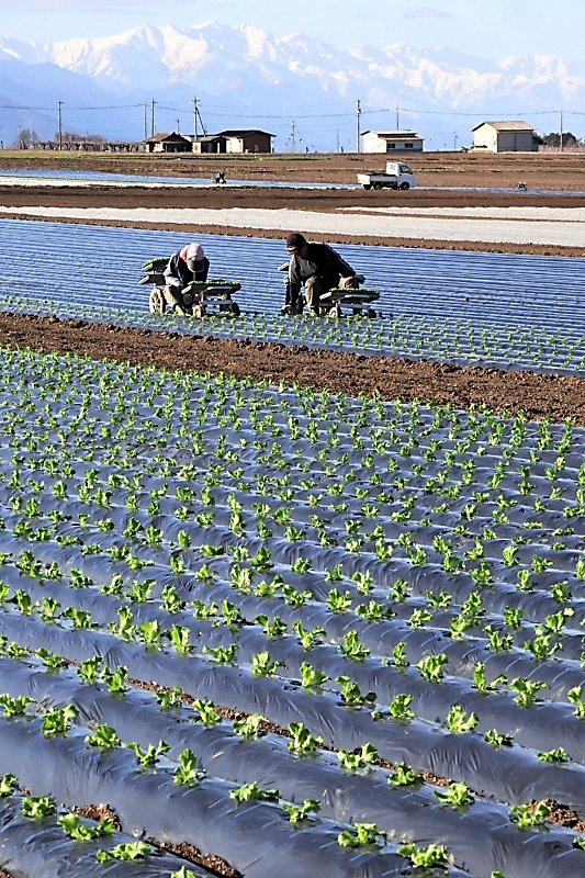 黒いシートに苗の列 塩尻市洗馬でレタスの植え付け進む｜信濃毎日新聞