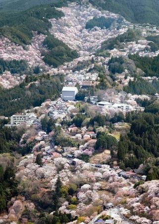 奈良・吉野山の桜3万本が見頃 山肌染めるピンク色｜信濃毎日新聞