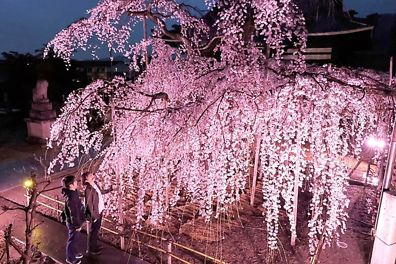 老木が咲かせた花々を癒やしに」 シダレザクラ、ライトアップで夜も