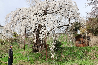 樹齢850年も、山ノ内町の「宇木の古代桜」 見頃に合わせ13日に祭り
