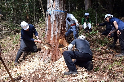 伊勢神宮「式年遷宮」の御用材伐採へ、斧を使った伝統の技に磨き 上松