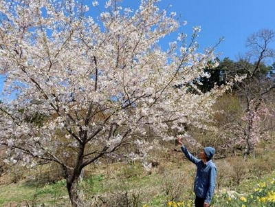 岩手・山田の“復興の桜”見頃 大震災犠牲者数に合わせ824本｜信濃