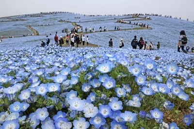 ネモフィラ満開、水色に染まる丘 ひたち海浜公園、530万本｜信濃