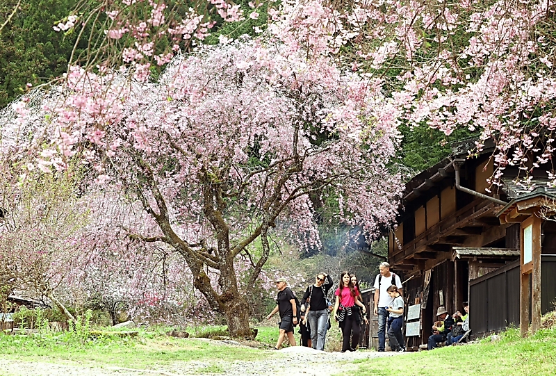 旧中山道の茶屋､シダレザクラ眺めて一服 「こんな桜はない」訪日客も