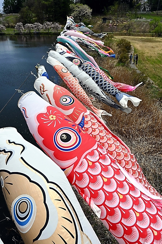 こいのぼり100匹が泳ぐのは公園の池の上 長野市芋井地区｜信濃毎日新聞