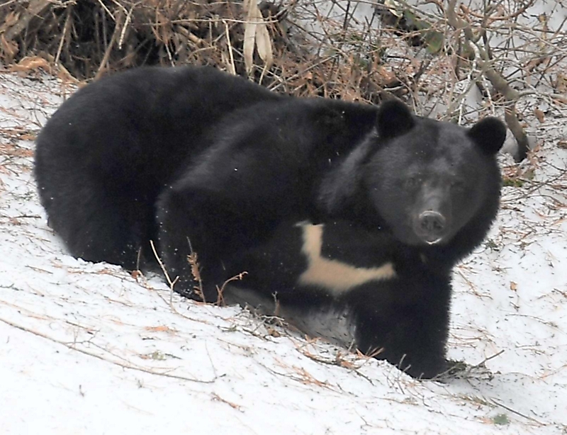 軽井沢町の国道18号近くで熊1頭を見た 工事関係者から通報、警察は住民