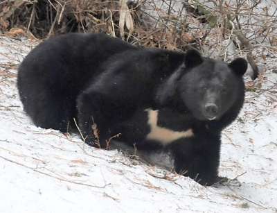 軽井沢町の国道18号近くで熊1頭を見た 工事関係者から通報、警察は住民