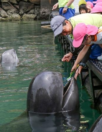 クジラも歯磨き、健康週間をPR 和歌山・太地の博物館｜信濃毎日新聞