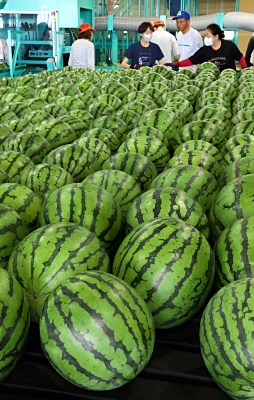 食べればシャリシャリ」スイカ1000玉ずらり 松本市波田でハウス栽培物