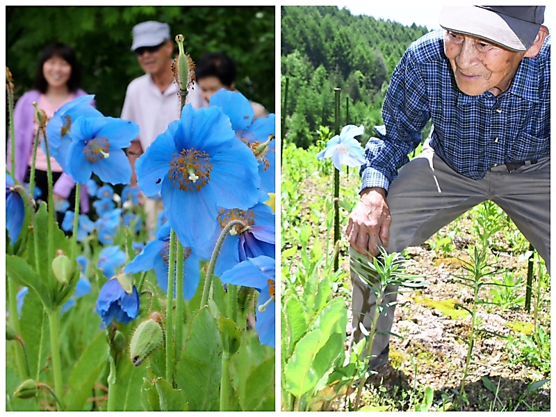 1輪でも絵にはなるが…」かつて5千本の花咲かせた「青いケシ」 今年は